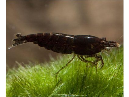 Neocaridina davidi - chocolate