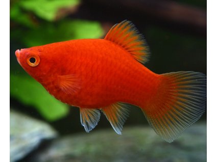 Xiphophorus maculatus - Red Coral (Plata korálová červená)