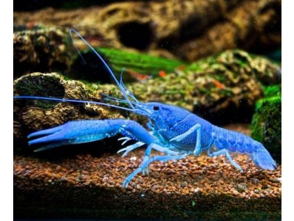 Procambarus alleni - Rak floridský