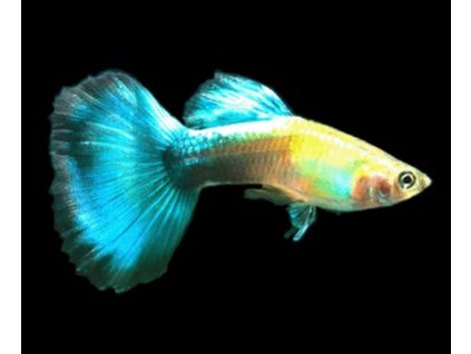 Poecilia reticulata - Blue Diamond