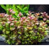 Ludwigia sp. mini super red