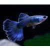 Poecilia reticulata - moscow blue