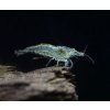Neocaridina davidi - Wild Painted Tiger