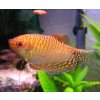 Trichopodus trichopterus sumatranus gold Gurama zlatá