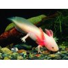 (Mimozenštan v akváriu) axolotl mexický - white (M)