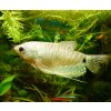 Trichopodus trichopterus sumatranus silver platina Gurama strieborná