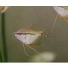 Trichopodus leerii - Gurama perleťová