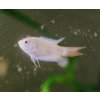 Macropodus opercularis albino - Rajovec albin