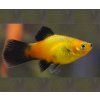 xiphophorus maculatus sunset WG