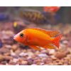 pseudotropheus zebra red red