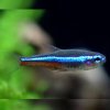Neonka modrá Paracheirodon simulans