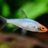 Razbora Sawbwa Rasbora sawbwa