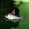 Pancierniček Adolfov Corydoras adolfoi