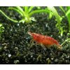 Neocaridina davidi - red cherry