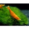 Neocaridina davidi - orange