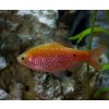 Pethia conchonius Rosy barb (Mrenka ružová) - XL