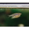 danio rerio danio pruzkovane