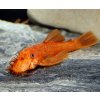 Ancistrus super red 2 4 cm (prísavník červený) toprybicky.sk