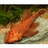 Ancistrus super red - 2-4 cm (prísavník červený)