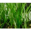 Vallisneria americana var.natans