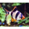 Puntius tetrazona - Mrenka štvorpruhá (sumatranka) - sladkovodný nemo