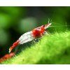 Neocaridina davidi var. Rili