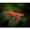 Neocaridina davidi - Red Sakura