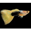 Poecilia reticulata - yellow tuxedo