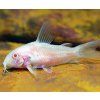Corydoras paleatus albino