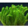 Egeria densa