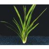 Sagittaria platiphylla