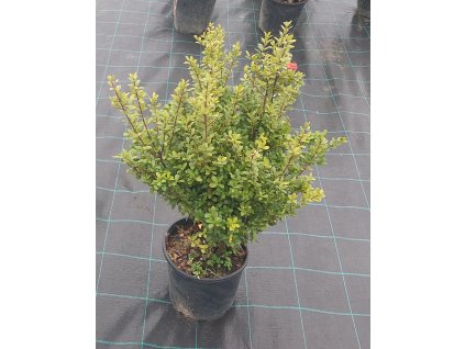 Buxus 60-80 cm