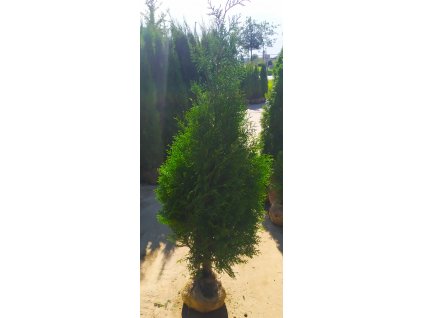 Thuje Brabant 120-140 cm.bal