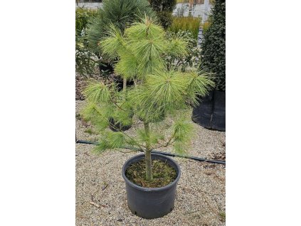 Himalájská borovice