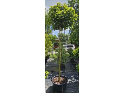 Javor mléč, kulatý GLOBOSUM