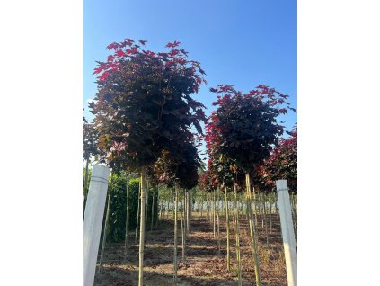 Javor  červený PURPLE GLOBE