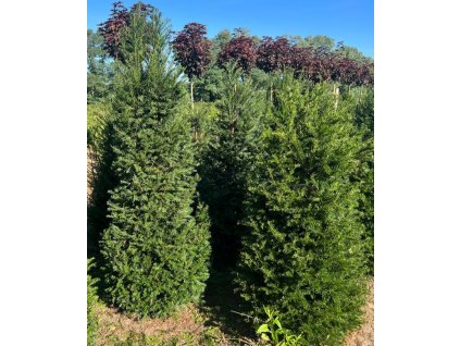 Tis červený 180-200cm