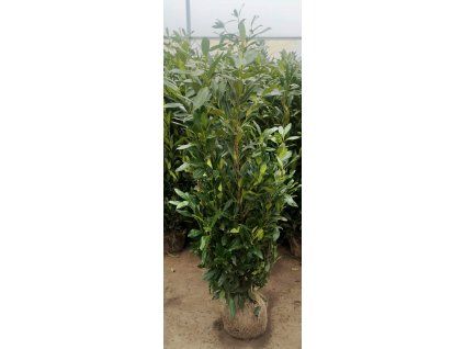 received 104919899211834