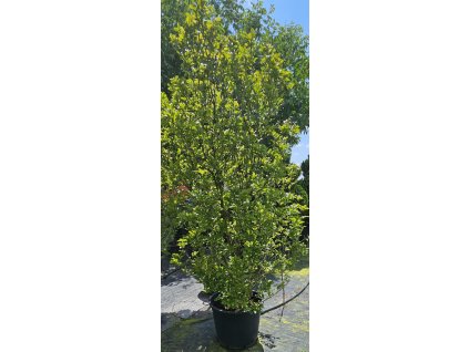 Magnolie  Susan  240 - 260cm