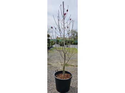 Magnolie ´Black Tulip´ 270cm
