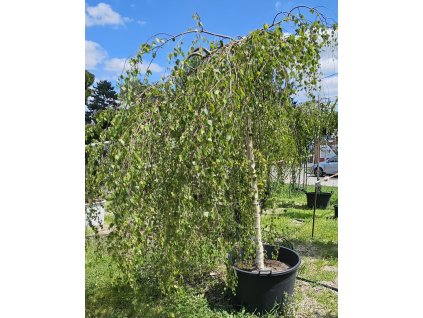 Bříza převislá Youngii