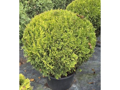 20250910 141224. jpg