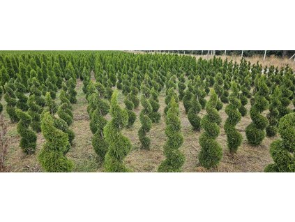 Zerav západní Smaragd spirála 100-120cm