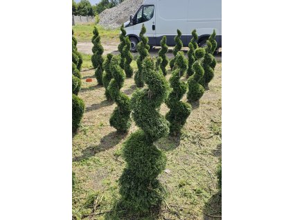 Zerav západní Smaragd spirála 140 - 160cm