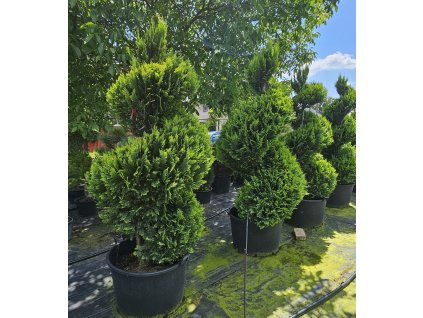 Chamaecyparis lawsoniana ALUMIGOLD' spirála 220 - 240cm