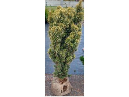 Tis červený David 160 - 180cm