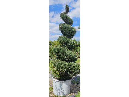 Cypřiš spirála 300cm