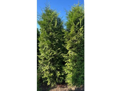 Thuje Brabant 260 - 300cm