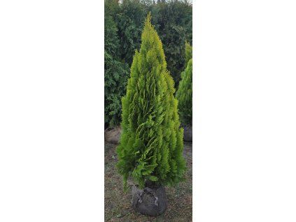 Zerav východní 'Pyramidalis Aurea'