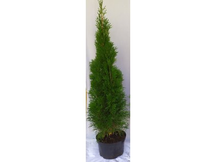 Thuje Smaragd 100-120cm